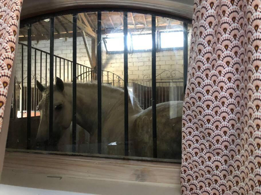 Logement Insolite Au Coeur D'Une Ecurie Arles Exterior photo